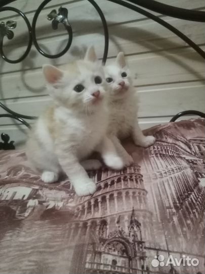 Котята в добрые руки бесплатно