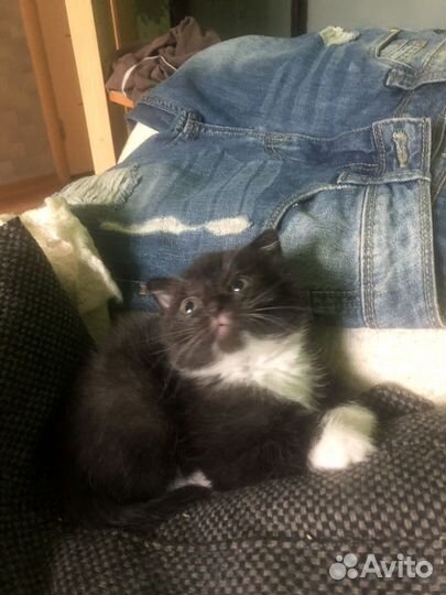 Шотландский вислоухий девочка 2 мес