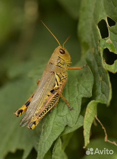 Саранча. Сверчки