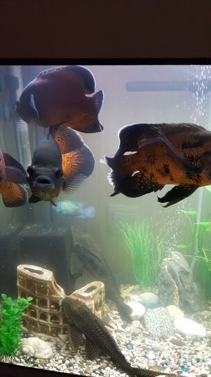 Астронотус