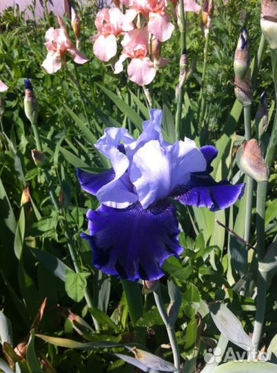 Цветы растения любые на выбор