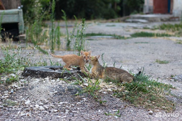 Рыжий котенок