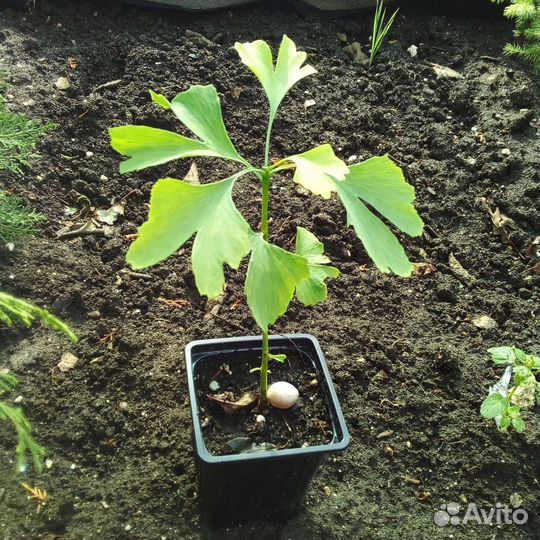 Гинкго билоба