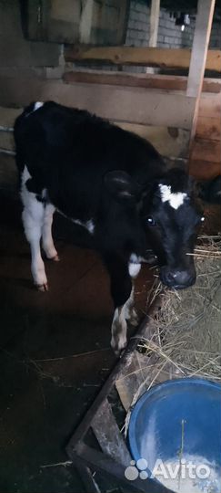 Телёнок 6 недель