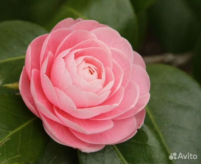 Камелия японская