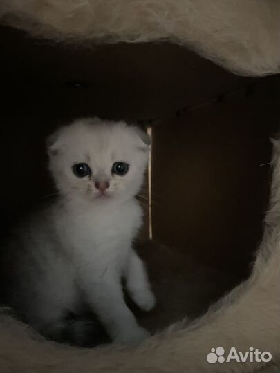 Шотландская