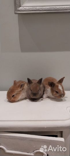 Декоративные карликовые кролики