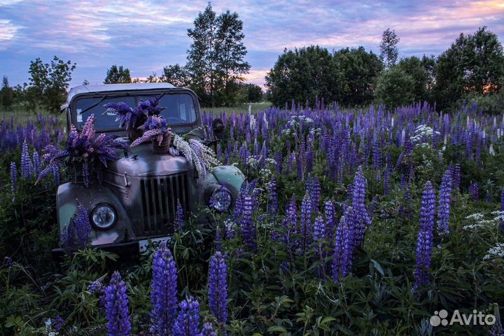 Прокат ретро автомобилей на фотосессии и мероприят