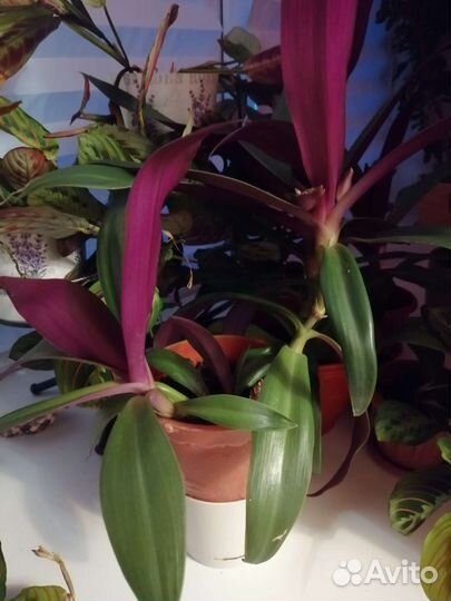 Рео, традисканция пурпурная