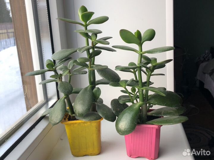 Крассула, толстянка, денежное дерево