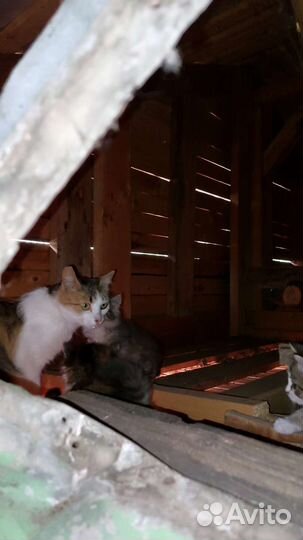 Кошка в дар
