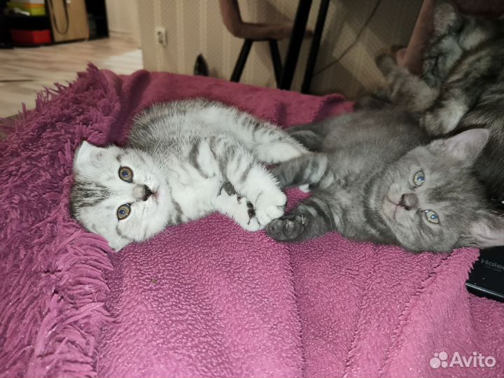 Британские котята