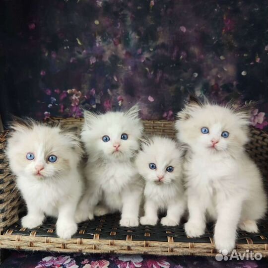 Ласковые котята рэгдолл, документы