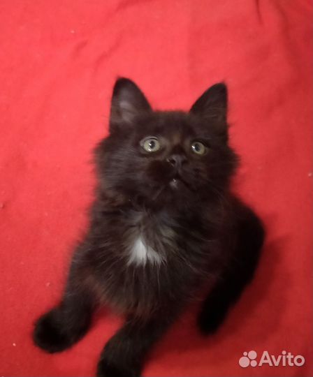 Помесь Мейн-куна котята готовы к переезду