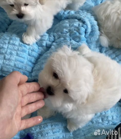 Мальтезе мини щенки мальтийской болонки