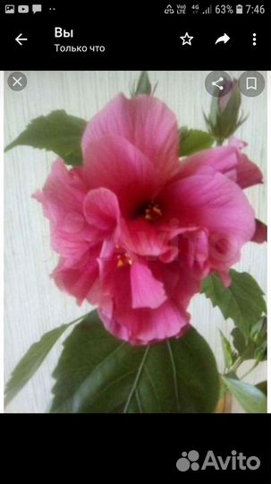 Сортовые гибискусы