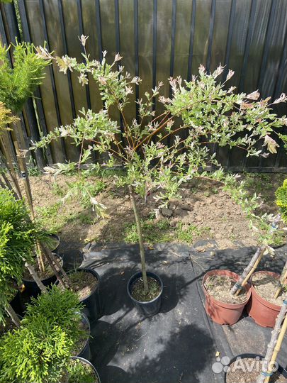 Ива Килмарнок, ива козья, Ива Хакуро фламинго