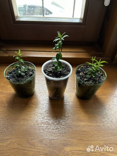 Миртовое дерево