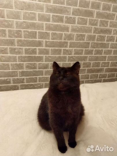 Кот в добрые руки