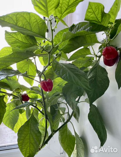 Перец острый хабанеро