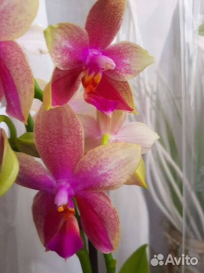 Орхидея фаленопсис