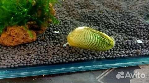 Моллюск расписная криспата улитка двустворчатые