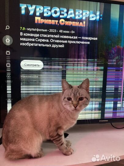 Телевизор starwind разбитый