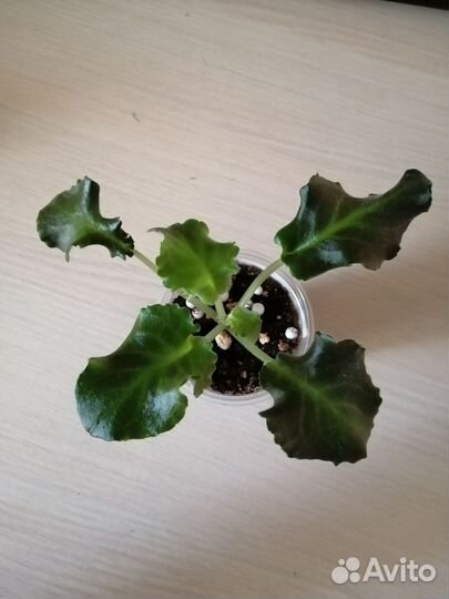 Детки сортовых фиалок