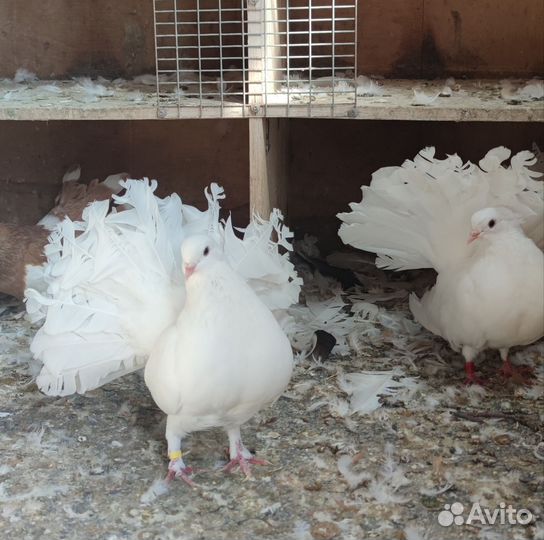 Голуби павлины