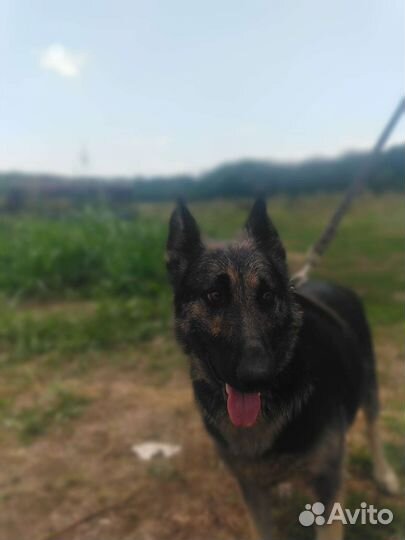 Щенки Восточно-Европейской овчарки