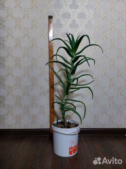 Алоэ столетник