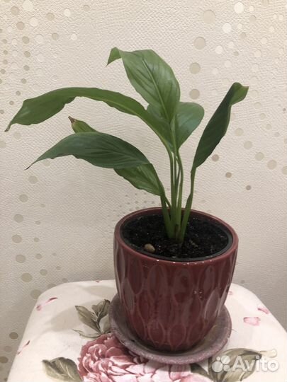 Спатифиллум женское счастье