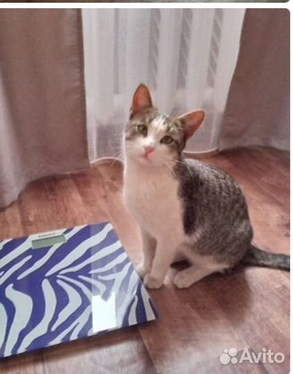 Котик в добрые руки