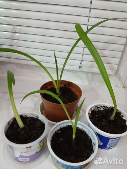 Гиппеаструм