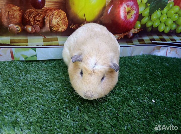 Питомники морских свинок