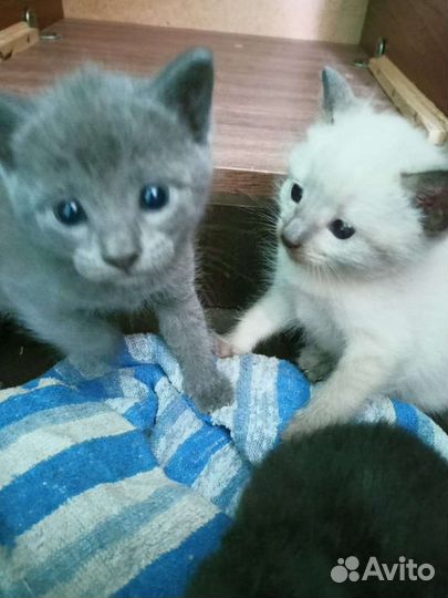 Отдам в добрые руки