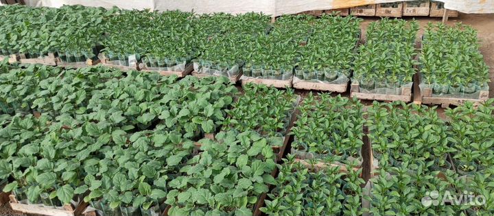 Рассада Помидоры, Огурцы, Перец, Баклажаны