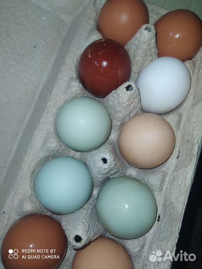 Инкубационное яйцо, цыплята