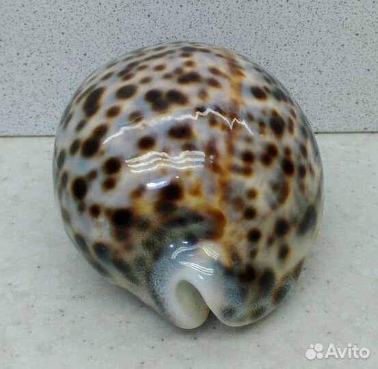 Ципрея Тигрис Каури 9,4 морская ракушка раковина