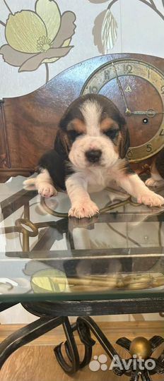 Щенки бигль