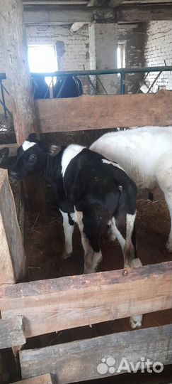 Телята бычки