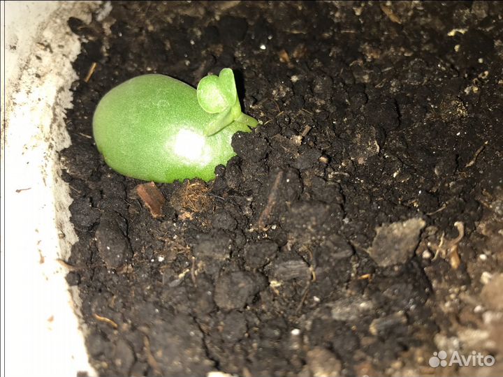 Денежное дерево