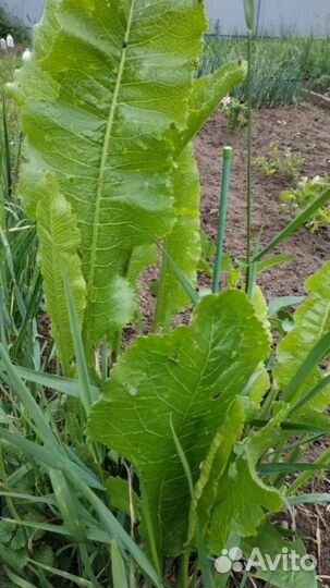 Корень хрена