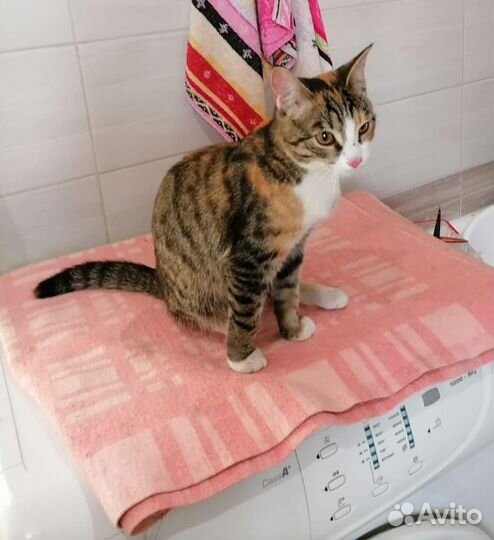 Кошка