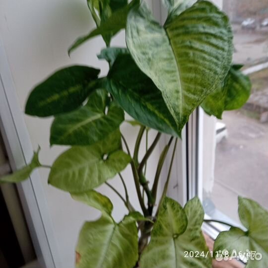 Продам домашние цветы