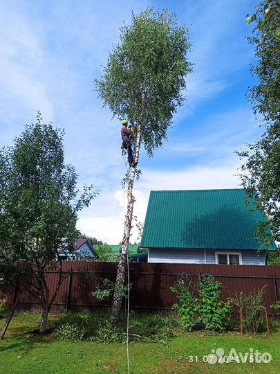 Спил и обрезка деревьев
