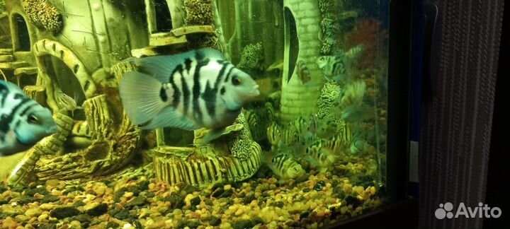 Продам рыбок сапфировых попугаев (голубых панд)