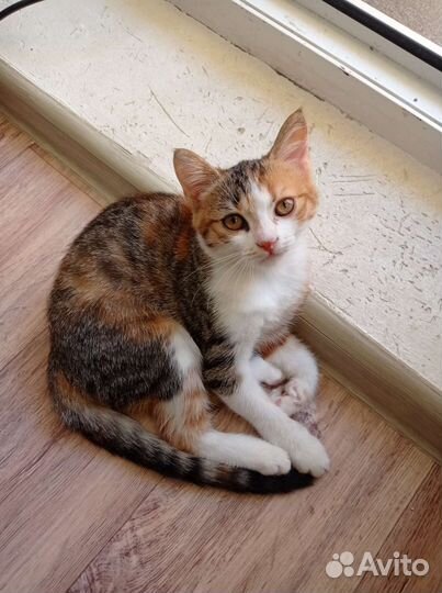 Красивый котёнок