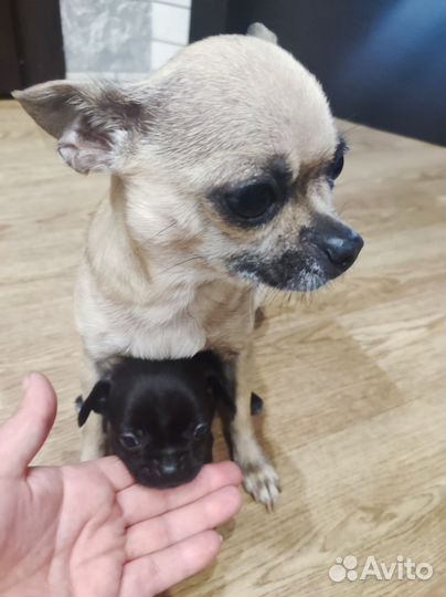 Продается щенок Чихуахуа