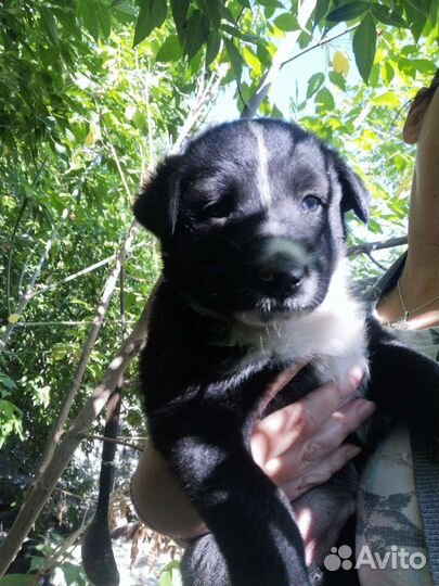 Отдам в хорошие руки щенят